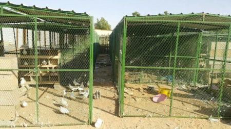 شبوك دجاج في السعودية