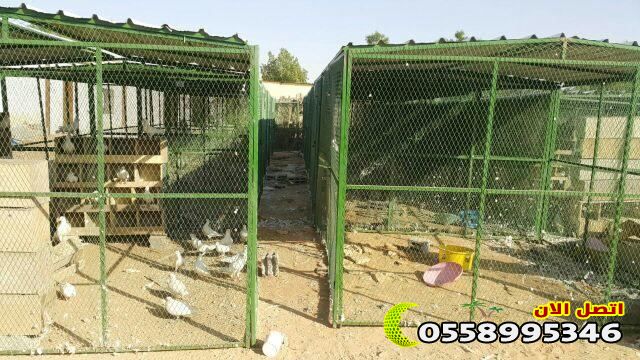شبوك دجاج في السعودية