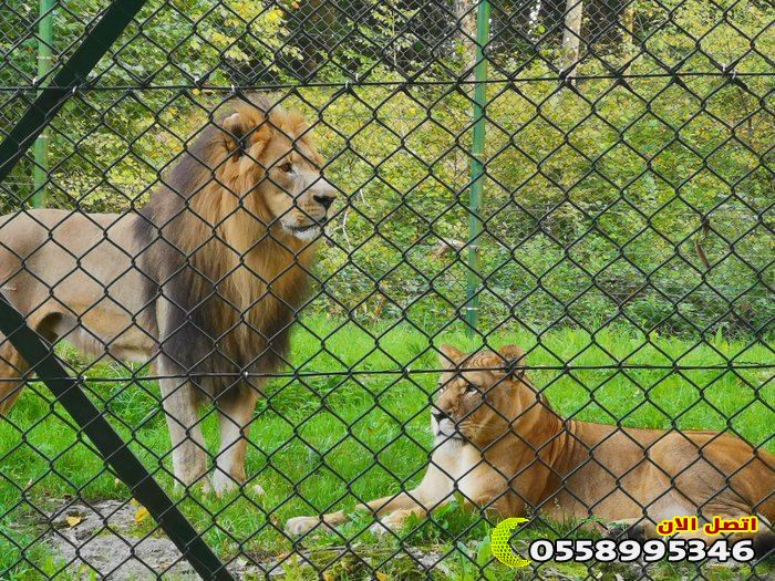 شبك حدائق حيوانات في السعودية