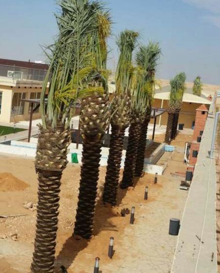 شبوك وسياجات مزارع النخيل في السعودية