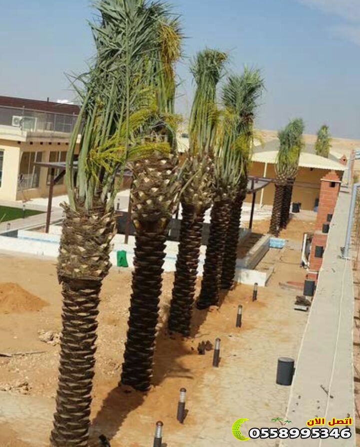 شبوك وسياجات مزارع النخيل في السعودية