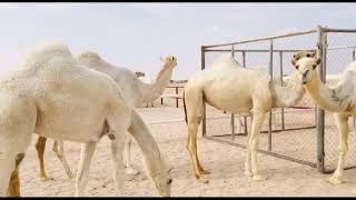 شبوك إلابل/تنفيذ مقاول شبوك وسياجات المملكة