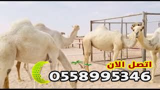 شبوك إلابل/تنفيذ مقاول شبوك وسياجات المملكة